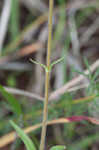 Eastern whiteflower beardtongue